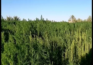 کشت گیاهان کوشیا و کینوا برای اولین بار در خوروبیابانک