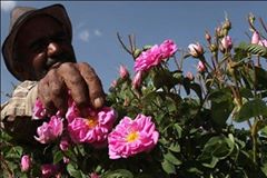 برداشت بیش از ۶۰۰ تن گل محمدی در سمنان