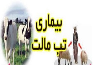 طعم تلخ تب مالت در کمین بستنی خور‌های بی احتیاط