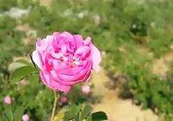 چیدن گل محمدی در &laquo; شهرضا&raquo;  + فیلم