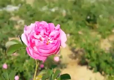 چیدن گل محمدی در « شهرضا»  + فیلم