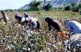 کشت غیرمستقیم محصولات در مزارع جوین افزایش یافت