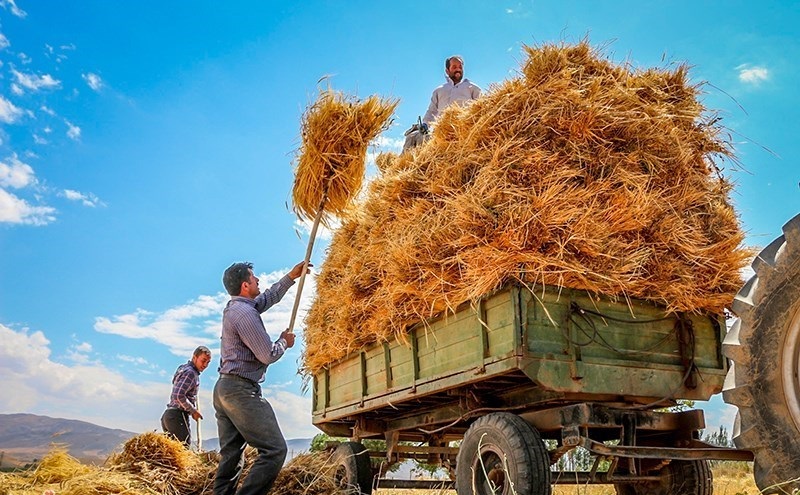 محبی/ خرید تضمینی گندم به ۳ میلیون تن رسید/ استمرار خودکفایی گندم برای چهارمین سال متوالی محبی/ خرید تضمینی گندم به ۳ میلیون تن رسید/ استمرار خودکفایی گندم برای چهارمین سال متوالی