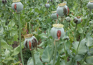 کشت تریاک به جای درختان جنگلی فارس شایعه است
