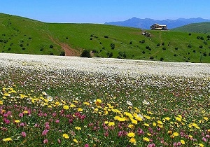 جشنواره ملی گل‌های بابونه در نمین برگزار می‌شود
