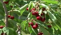 پیش&zwnj;بینی برداشت بالغ بر ۵۰۰ تن گیلاس نوبرانه در شهرستان طارم/ برداشت تا اواخر تیر ماه ادامه دارد