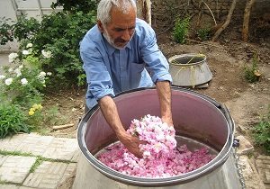 برگزاری دومین جشن گلاب گیری در خوی