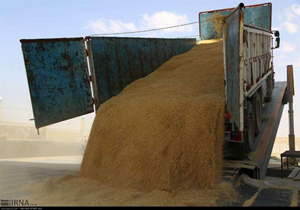 خرید تضمینی بیش از ۳۶۱ میلیاردی گندم از گندمکاران مازندرانی