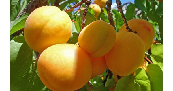 پیش بینی برداشت ۲۷ هزار تن زردآلو از باغات فراغه