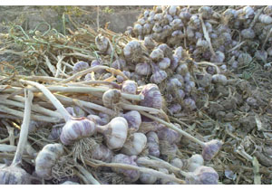جشنواره‌ای با طعم سیر در روستای اتو  سوادکوه