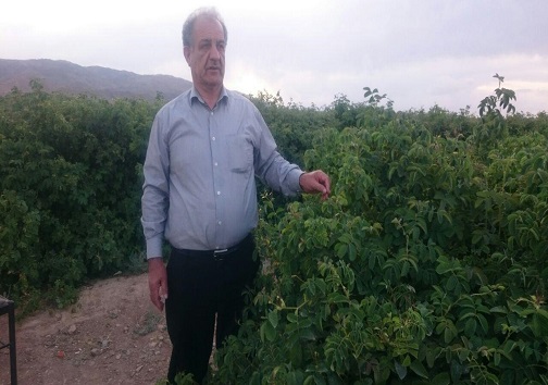 گلابِ چینی، غیر خوراکی و برای محصولات آرایشی است