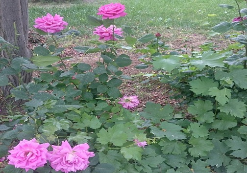 گلابِ چینی، غیر خوراکی و برای محصولات آرایشی است