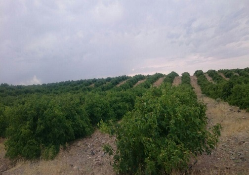 گلابِ چینی، غیر خوراکی و برای محصولات آرایشی است