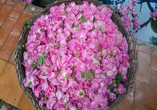 گلابِ چینی، غیر خوراکی و برای محصولات آرایشی است