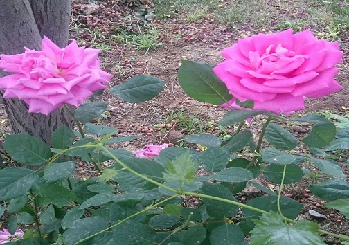 گلابِ چینی، غیر خوراکی و برای محصولات آرایشی است