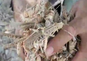 هجوم ملخ ها از استان هرمزگان به لارستان فارس + فیلم