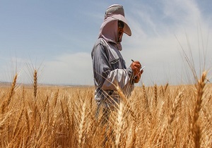 ۹ هزار تن گندم از کشاورزان قمی خریداری شده است /گندم قم از کیفیت بالایی برخوردار است