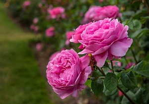 رشد ۳۰ در صدی گل سرخ در یامچی