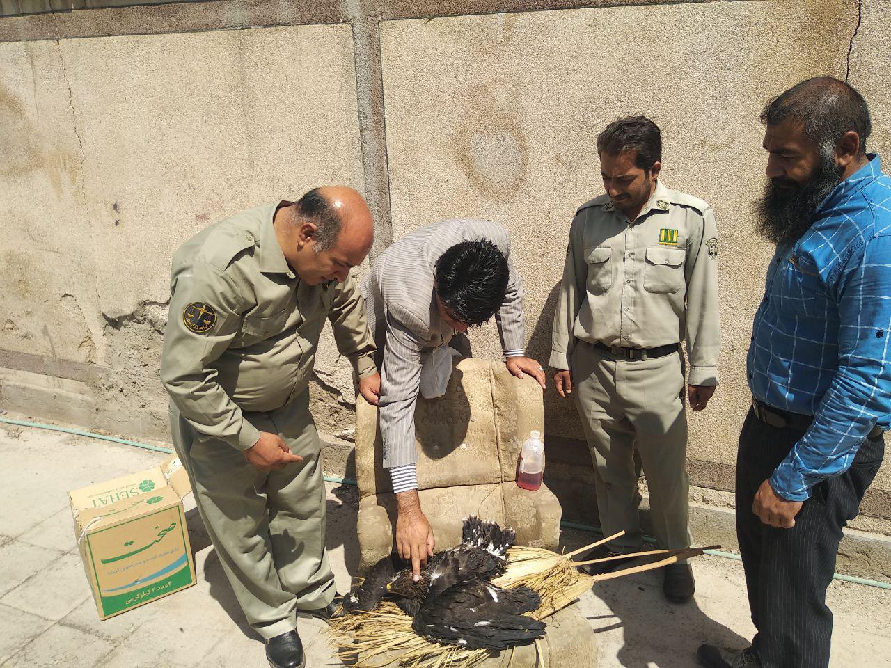 عقاب مصدوم تحویل محیط زیست شد