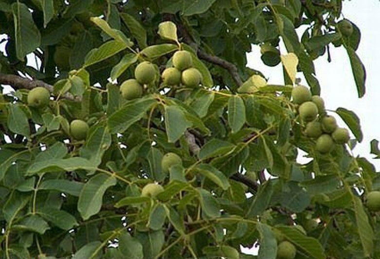 وجود ۹۰۰ هکتار سطح زیر کشت گردو درشهرستان مرند