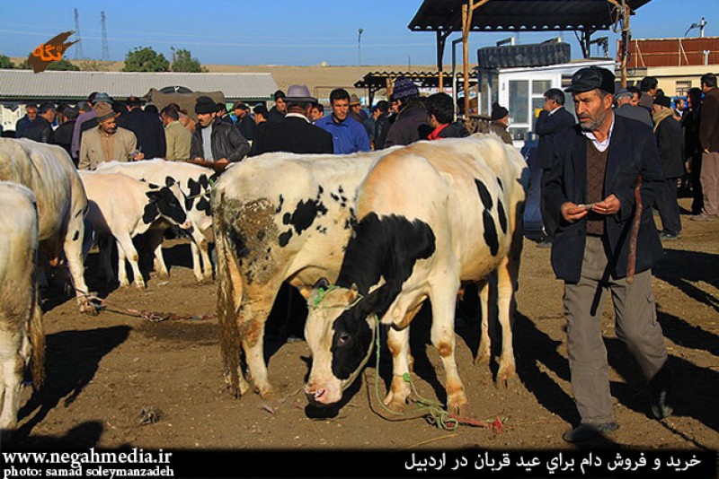 تعطیلی بازار دام شهرداری کلات با حکم دادستانی
