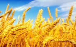 برداشت بیش از ۱۵۰ هزار هکتار از مزارع گندم جو و دانه&zwnj;های روغنی در سطح استان ایلام