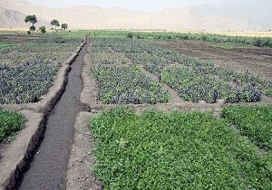 راه اندازی تیم مشترک برخورد با سبزی کاری غیرمجاز