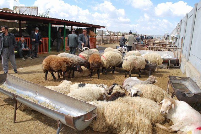 تعطیلی بازار دام شهرداری کلات با حکم دادستانی