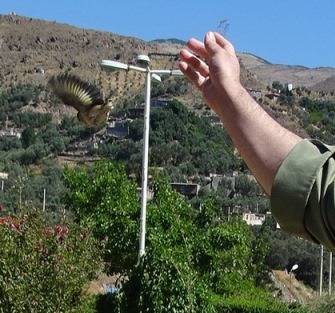 دستگیری شکارچی سهره طلایی در رودبار