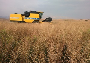 پیش بینی برداشت بیش از ۱۳ هزار تن کلزا در آذربایجان غربی