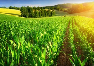 لزوم توجه به توسعه همکاری&zwnj;های بخش خصوصی در  کشاورزی