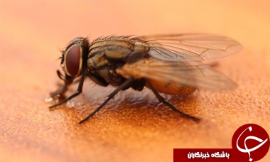 کدام حشرات از بدن شما تغذیه می&zwnj;کنند؟