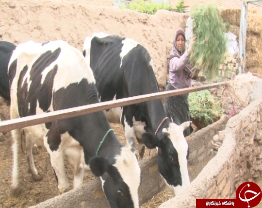 صندوق خرد زنان روستایی حلال مشکلات اشتغالزایی