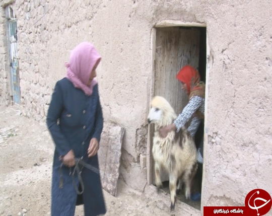 صندوق خرد زنان روستایی حلال مشکلات اشتغالزایی