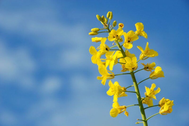 آغاز خرید تضمینی دانه کلزا در استان