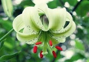 کشف رویشگاه سوسن چلچراغ در ماسوله