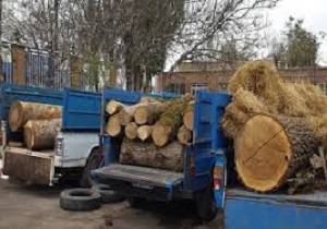 کشف ۱۵۰ اصله چوب آلات جنگلی در استان اردبیل