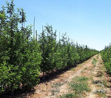 راه‌اندازی نخستین صندوق شهرستانی حمایت از سرمایه‌گذاری بخش کشاورزی در مراغه
