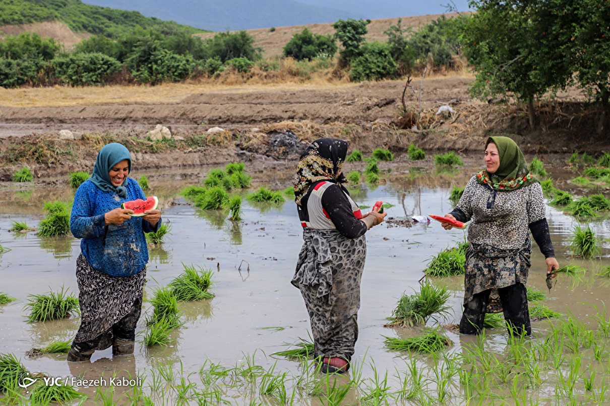 نشاء برنج در گرگان