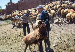معرفی ۷۳۶ نفر از عشایر برای دریافت تسهیلات