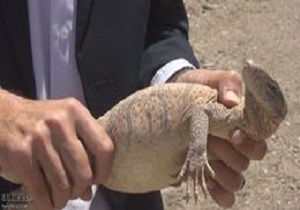 بازگشت ۳بزمجه بیابانی به طبیعت در خوسف