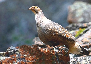 ۲۳۶ گونه پرنده در لرستان شناسایی شده است