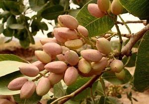 استان قزوین دارای بیش از ۴ هزار هکتار باغ پسته است
