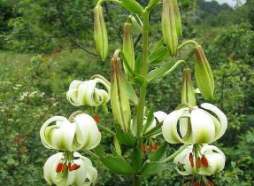 برگزاری جشنواره سوسن چلچراغ در منطقه داماش رودبار