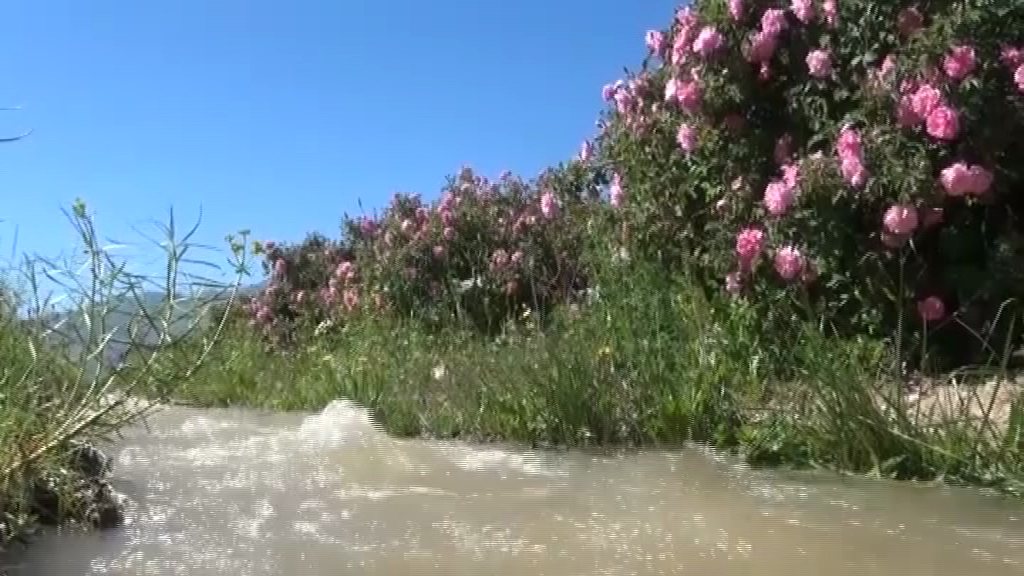 توسعه گلستان در کویر کرمان توسعه گلستان در کویر کرمان