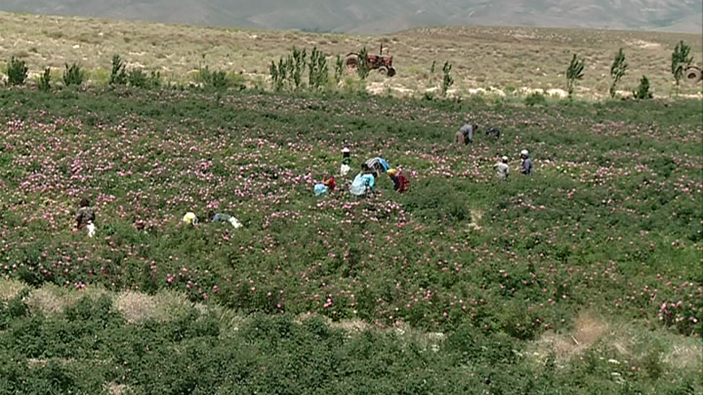 توسعه گلستان در کویر کرمان توسعه گلستان در کویر کرمان