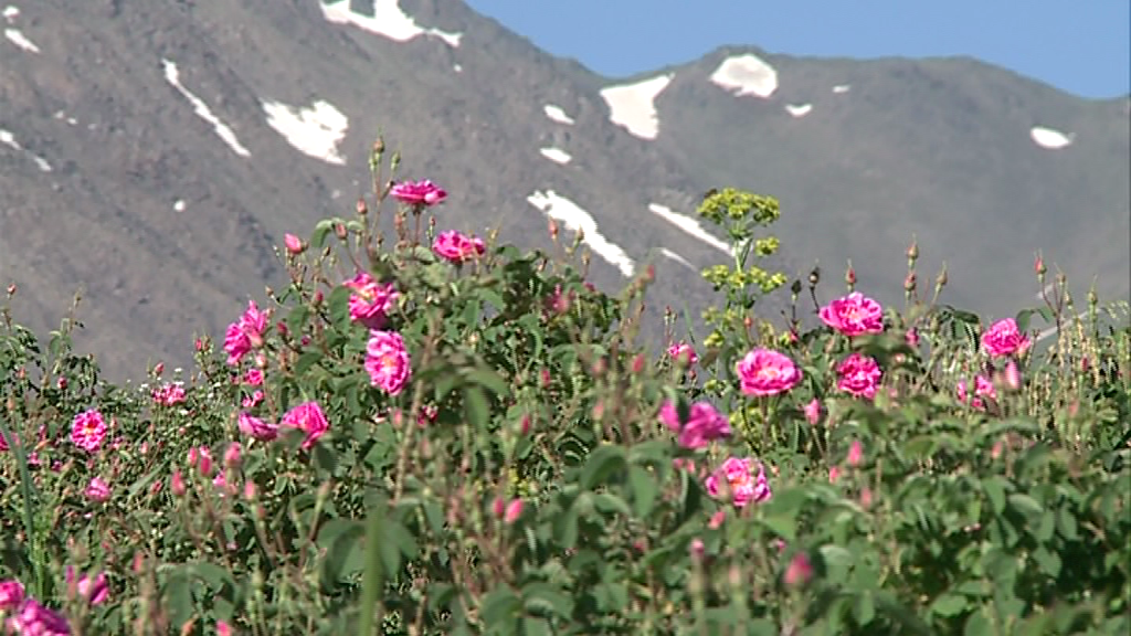 توسعه گلستان در کویر کرمان توسعه گلستان در کویر کرمان