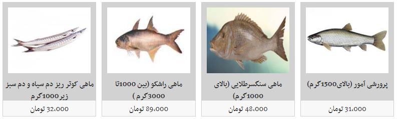 قیمت انواع ماهی در بازار