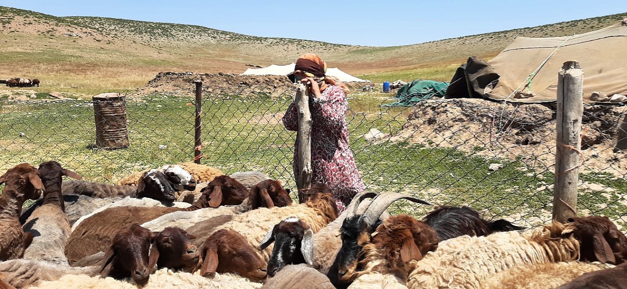 پشم چینی سنت بهاره عشایر قوچان