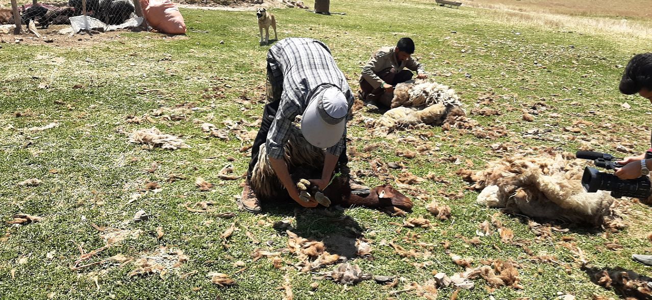 پشم چینی سنت بهاره عشایر قوچان